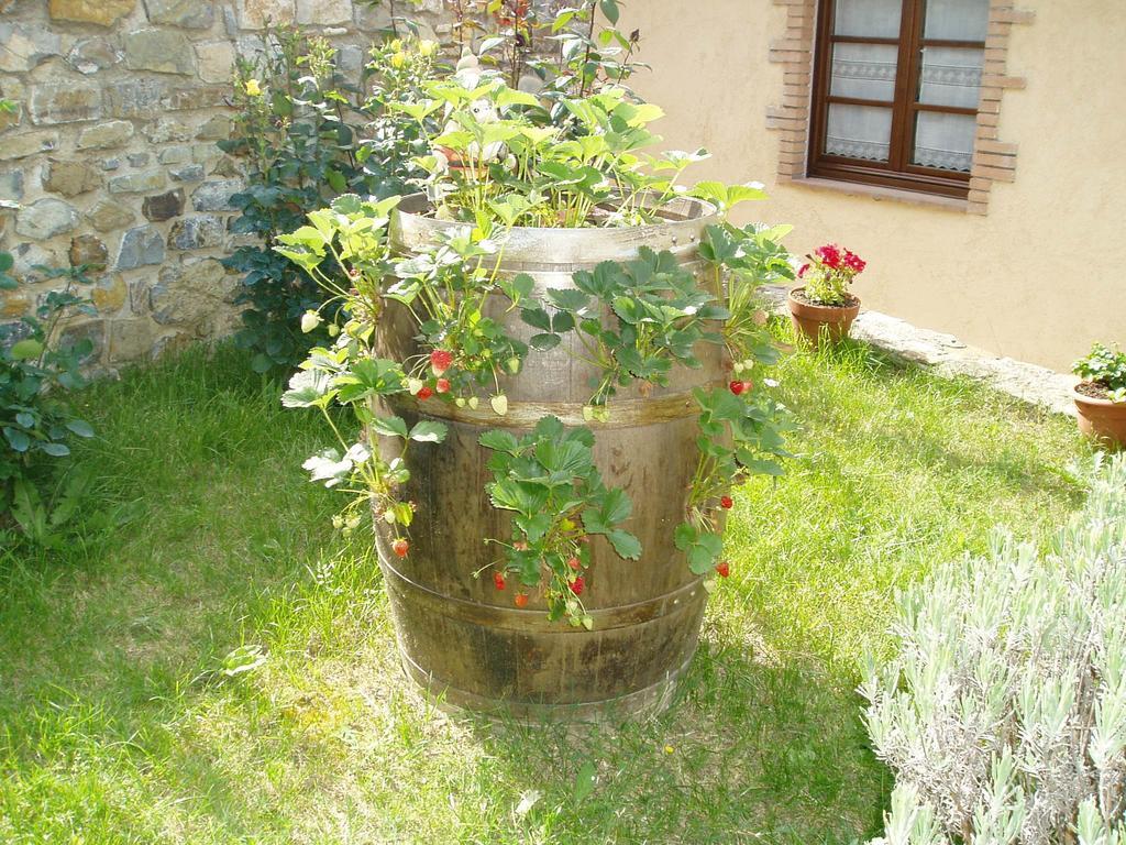 Agriturismo Podere Micitto Usi ภายนอก รูปภาพ