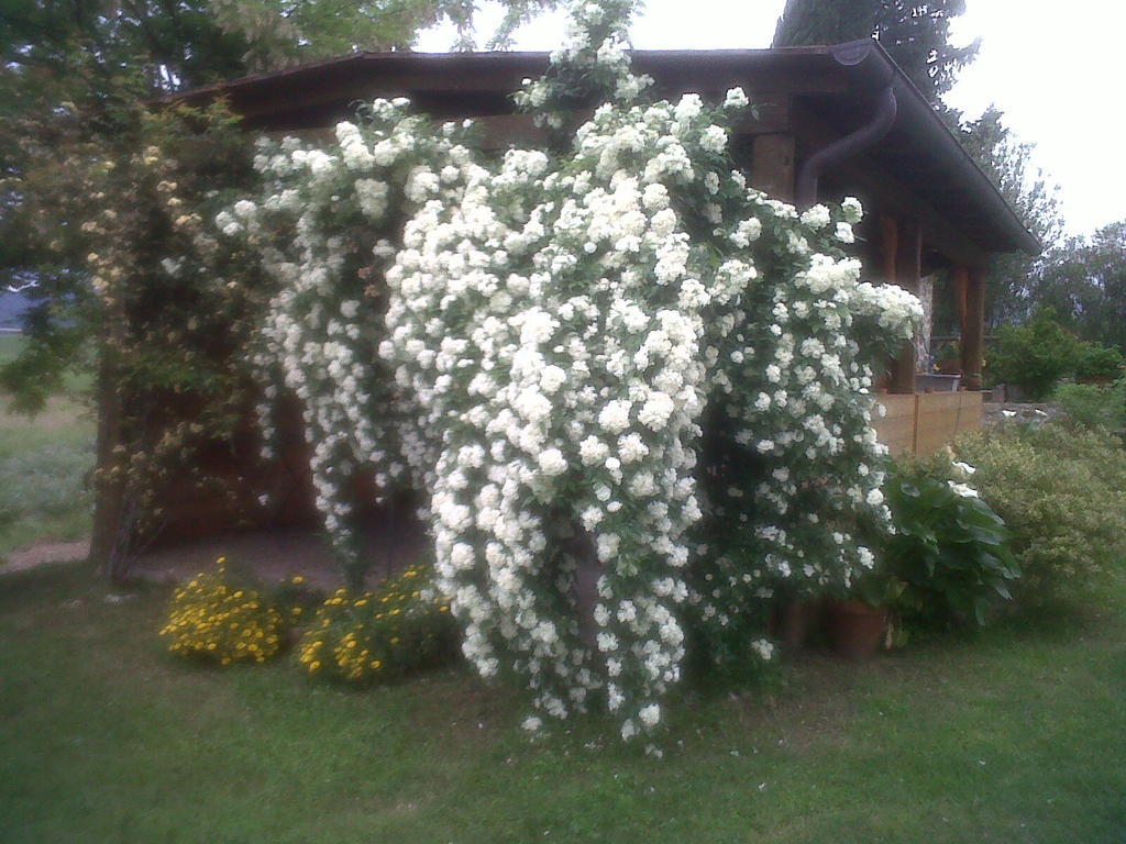 Agriturismo Podere Micitto Usi ภายนอก รูปภาพ