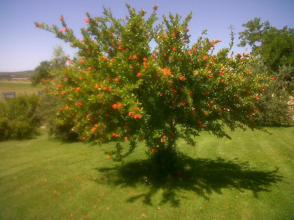 Agriturismo Podere Micitto Usi ภายนอก รูปภาพ